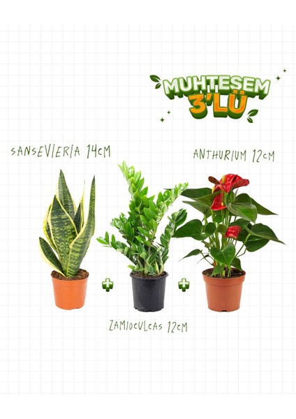 3'Lü Set - Sansevieria 14 cm - Anthurium 12 cm - Zamiaculcas 12 cm