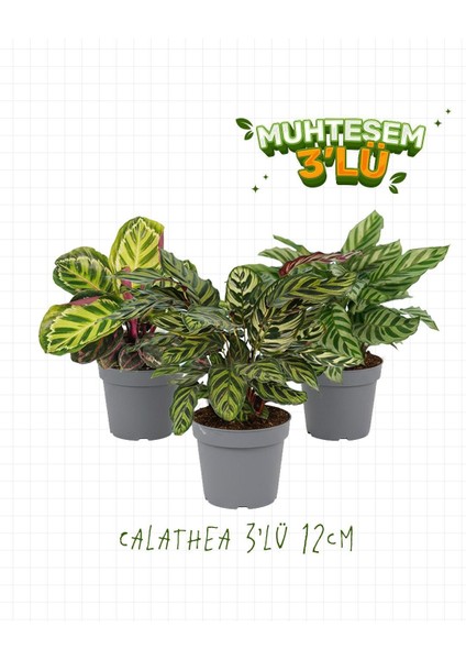 3'lü Set – Dua Çiçeği – Calathea Mix 12 cm