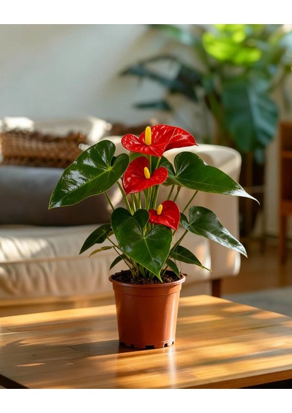Kırmızı Flamingo Çiçeği – Anthurium Andreanum 14 cm Saksı