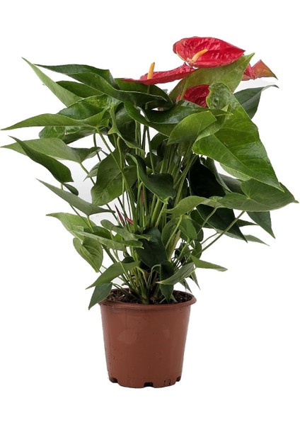 Kırmızı Flamingo Çiçeği – Anthurium Andreanum 14 cm Saksı fiyatları