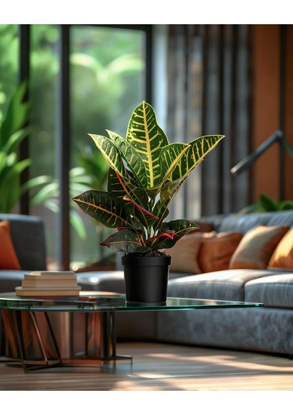 Croton Petra – Kroton Bitkisi 17 cm Saksı