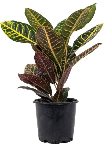 Croton Petra – Kroton Bitkisi 17 cm Saksı fiyatları