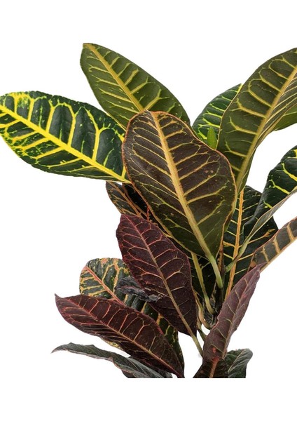Croton Petra – Kroton Bitkisi 17 cm Saksı modelleri