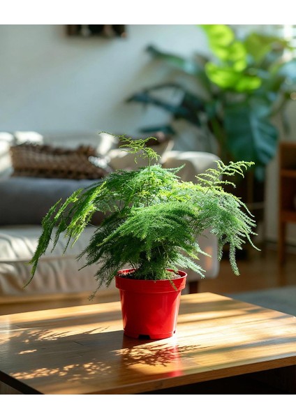 Kuşkonmaz Bitkisi – Asparagus setaceus – 12 cm Saksı