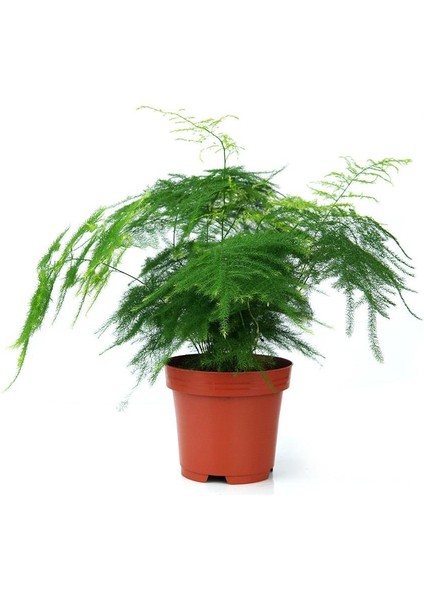 Kuşkonmaz Bitkisi – Asparagus setaceus – 12 cm Saksı fiyatları
