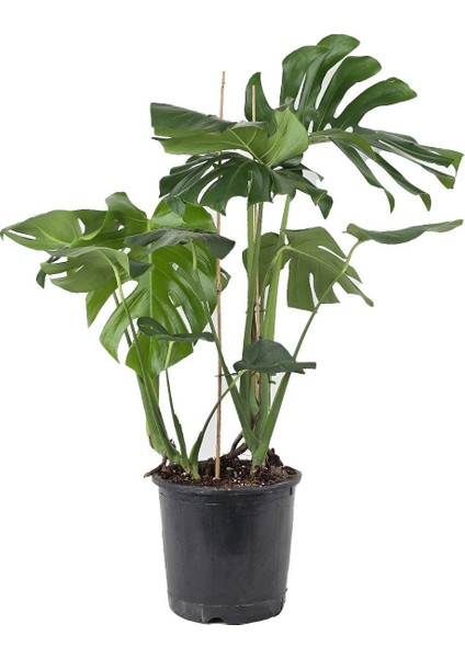 Deve Tabanı Bitkisi – Monstera Deliciosa 21 cm Saksı