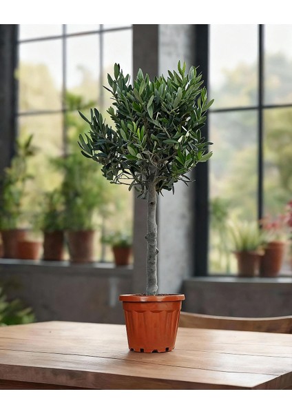 Zeytin – Olea europaea – 17 cm Saksı