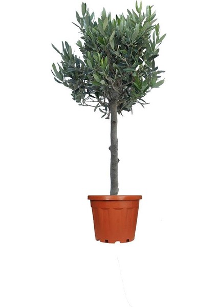 Zeytin – Olea europaea – 17 cm Saksı fiyatları
