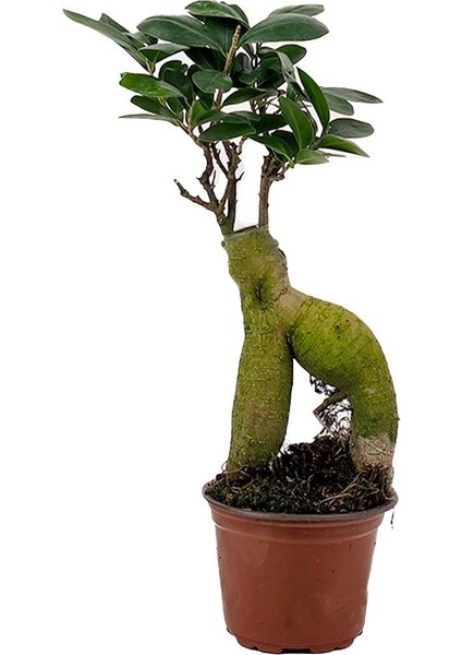 Ginseng Bonsai – Ficus Microcarpa 50–90 gr – Mini Boy