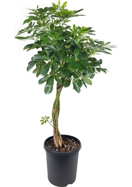 Şeflera Örgülü – Schefflera Braided– 23 cm Saksı