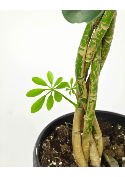 Şeflera Örgülü – Schefflera Braided– 23 cm Saksı fiyatları