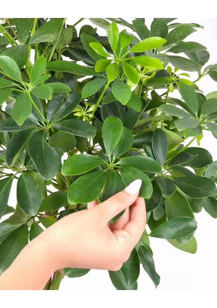 Şeflera Örgülü – Schefflera Braided– 23 cm Saksı modelleri