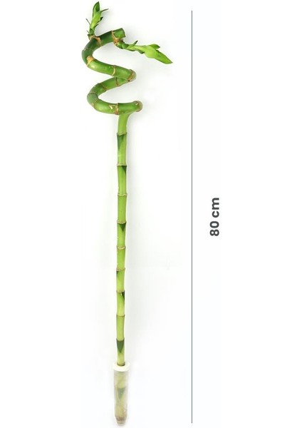 Şans Bambusu – Dracaena Lucky Bamboo 80 cm (5 Adet) fiyatları
