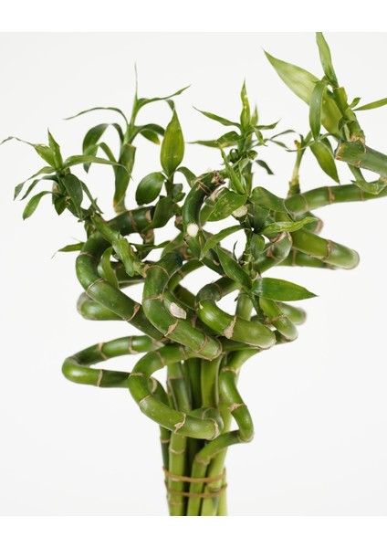 Şans Bambusu – Dracaena Lucky Bamboo 80 cm (5 Adet) modelleri