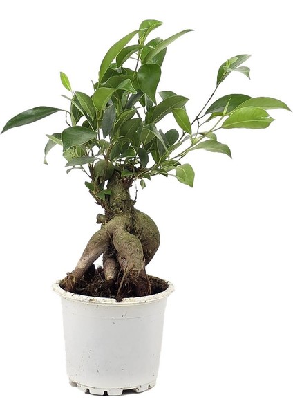 Ginseng Bonsai – Ficus Microcarpa 7.5–8.5 cm Saksı