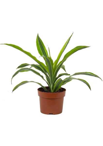 Dracena Lemon Lime – Dracaena Fragrans Lemon Lime – 12 cm Saksı