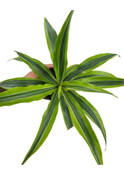 Dracena Lemon Lime – Dracaena Fragrans Lemon Lime – 12 cm Saksı fiyatları