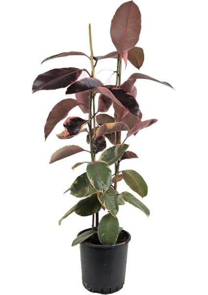 Kauçuk Bitkisi Çift Gövde – Ficus Elastica Belize