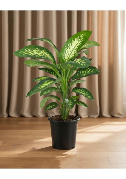 Dieffenbachia Tropic Snow – 21 cm Saksı