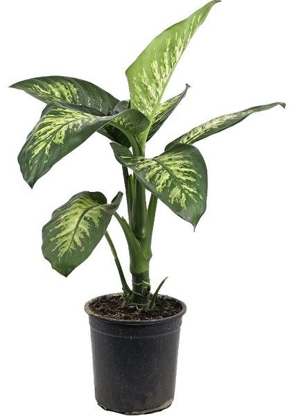 Dieffenbachia Tropic Snow – 21 cm Saksı fiyatları