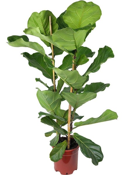 Keman Yapraklı Ficus – Ficus Lyrata – Çift Gövdeli, 21 cm Saksı