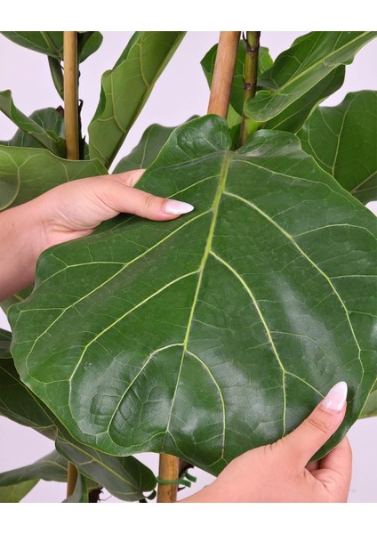 Keman Yapraklı Ficus – Ficus Lyrata – Çift Gövdeli, 21 cm Saksı fiyatları