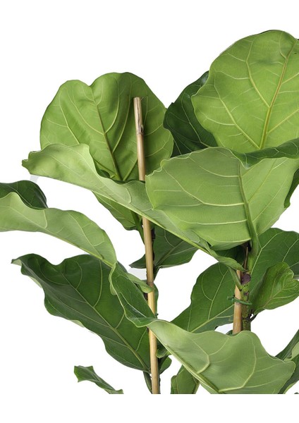 Keman Yapraklı Ficus – Ficus Lyrata – Çift Gövdeli, 21 cm Saksı modelleri