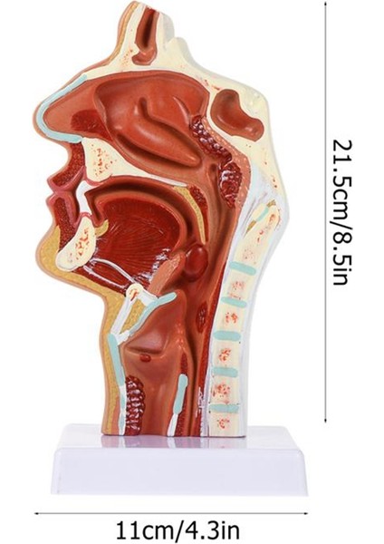 Burun Boşluğu Modeli Ağız Boşluğu Modeli Yutak Gırtlak Anatomik Modeli (Yurt Dışından) modelleri