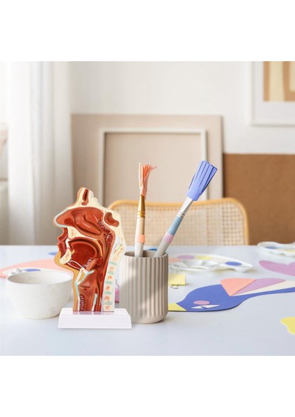 Burun Boşluğu Modeli Ağız Boşluğu Modeli Yutak Gırtlak Anatomik Modeli (Yurt Dışından) indirimleri