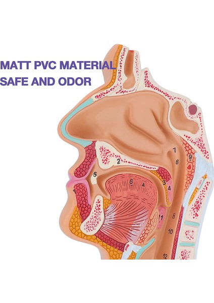 Kore Tv Dizisi Borosilikat Cam Sevimli Kumbara (Yurt Dışından) fırsatları