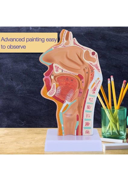 Kore Tv Dizisi Borosilikat Cam Sevimli Kumbara (Yurt Dışından) indirimleri