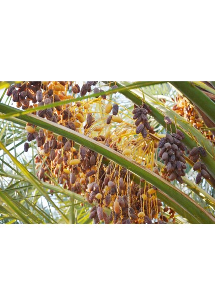 Safhasat Kurutulmuş Hurma 1000 G modelleri