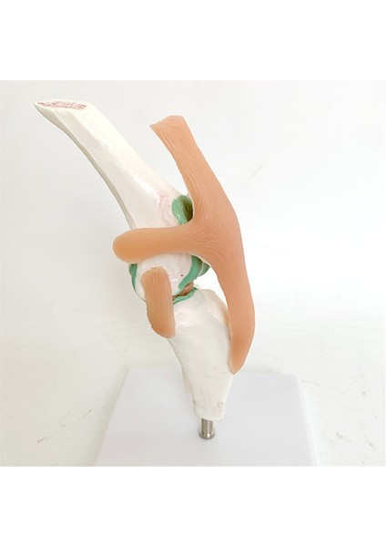 Köpek Iskeleti Modeli, Köpek Diz I, Köpek I, Köpek Ligament Fonksiyon Modeli, Köpek Iskeleti, Köpek Iskeleti Pet Model (Yurt Dışından) modelleri