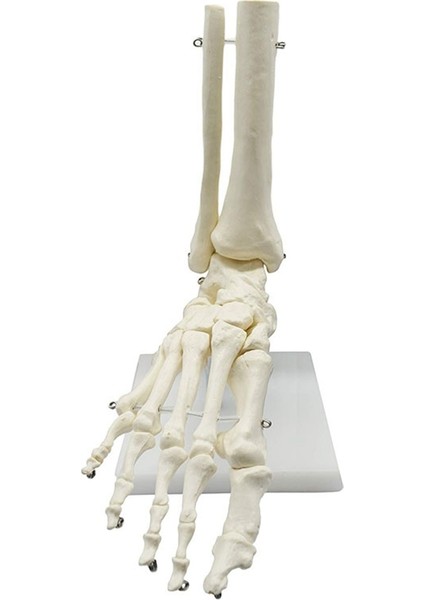 1:1 Insan Iskeleti Ayak Anatomisi Modeli Ayak ve Ayak Bileği Modeli Öğretimi (Yurt Dışından)