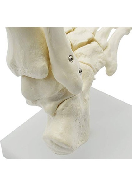 1:1 Insan Iskeleti Ayak Anatomisi Modeli Ayak ve Ayak Bileği Modeli Öğretimi (Yurt Dışından) fiyatları