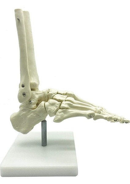 1:1 Insan Iskeleti Ayak Anatomisi Modeli Ayak ve Ayak Bileği Modeli Öğretimi (Yurt Dışından) modelleri