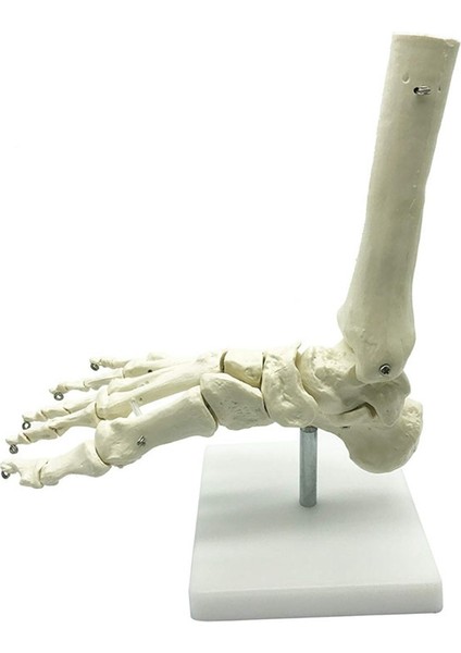 1:1 Insan Iskeleti Ayak Anatomisi Modeli Ayak ve Ayak Bileği Modeli Öğretimi (Yurt Dışından) indirimleri