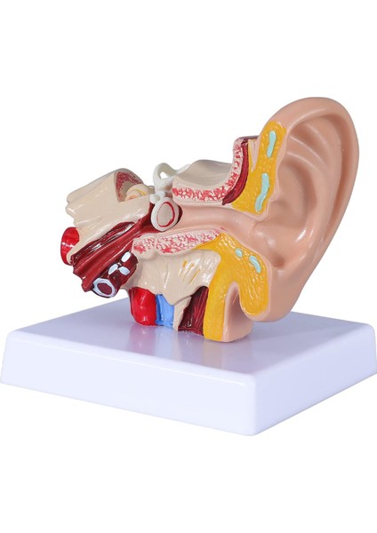 1,5 Kez Insan Kulak Anatomisi Modeli Organ Yapısı Gösterimi (Yurt Dışından)