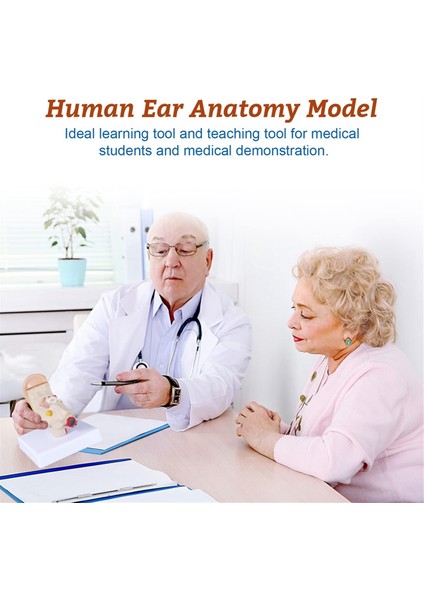 1,5 Kez Insan Kulak Anatomisi Modeli Organ Yapısı Gösterimi (Yurt Dışından) fiyatları