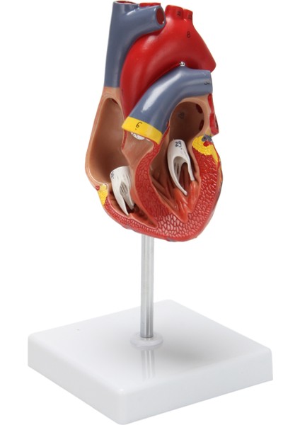 1: 1 Insan Kalp Modeli, Anatomik Olarak Doğru Kalp Modeli Yaşam Boyu Insan Iskeleti Bilim Sınıfı Çalışma Ekran Öğretim Modeli Için Anatomi (Yurt Dışından) fırsatları