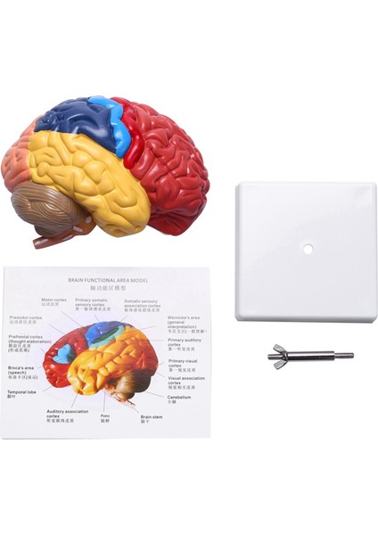 Serebral Anatomik Model Anatomi 1: 1 Yarı Beyin Beyin Saklığı Öğretim Laboratuvarı Malzemeleri (Yurt Dışından) fiyatları