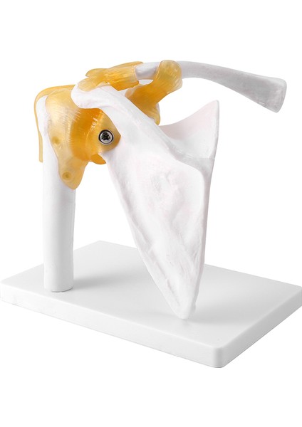 Insan Omuz Modeli, Anatomik Olarak Doğru Omuz Iskeleti Modeli Yaşam Boyu Insan Iskeleti Anatomi Bilim Sınıfı Çalışma Ekran Öğretim Modeli (Yurt Dışından)