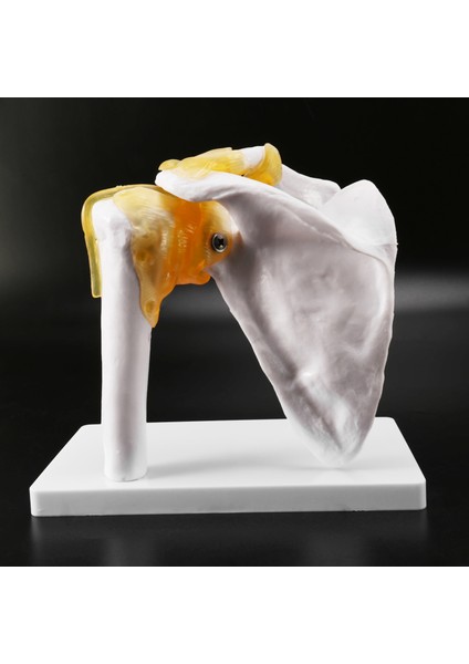 Insan Omuz Modeli, Anatomik Olarak Doğru Omuz Iskeleti Modeli Yaşam Boyu Insan Iskeleti Anatomi Bilim Sınıfı Çalışma Ekran Öğretim Modeli (Yurt Dışından) fiyatları