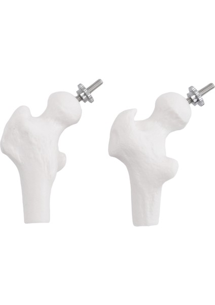 45CM Pelvik Insan Anatomik Anatomik Omurga Omurga Modeli Öğrenciler Için Öğretim Kaynakları (Yurt Dışından) fiyatları