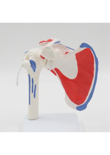 Kas Omuz Modeli, Insan Anatomisi Sağ Omuz I Kas Modeli, Doktor Ofisi ve Sınıf Anatomi Modeli (Yurt Dışından) fiyatları