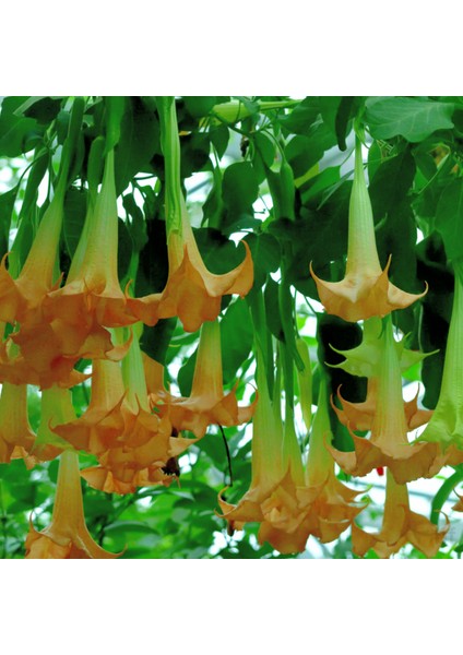 2 Yaş Melek Borusu Çiçeği Fidanı-(100-120 cm) fırsatları