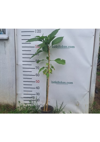 2 Yaş Melek Borusu Çiçeği Fidanı-(100-120 cm) indirimleri