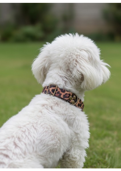Köpek Boyun Tasması Ayarlanabilir Küçük, Orta ve Büyük Irk Kolon Kordon Leopar Desen