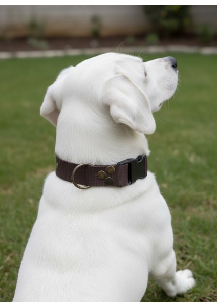 Köpek Boyun Tasması Ayarlanabilir Küçük, Orta ve Büyük Irk Kolon Kordon Koyu Kahverengi modelleri