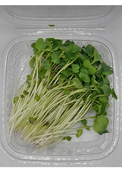 Haftalık Mikro Yeşil Kür 200 gr fiyatları